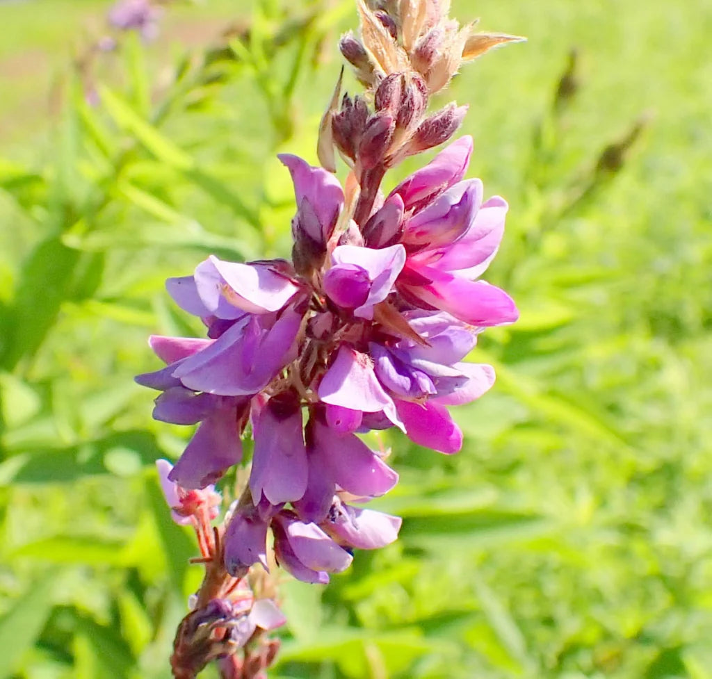 Heirloom Non-GMO Showy Tick Trefoil Flower Seeds for Planting – Vibrant Wildflower Blooming Seeds - Non-GMO for planting in home garden